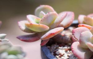 富有智慧,却难驾驭的星座