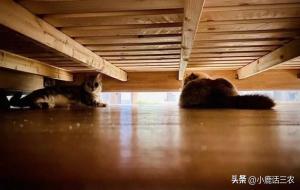 床底千万别放5样东西（床底风水讲究）