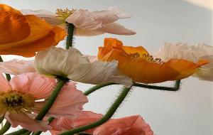 看似老实并不老实的星座(大智若愚星