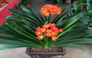 客厅最旺宅的大型植物（8种旺家宅的