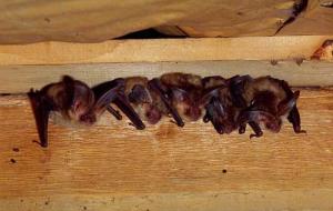 蝙蝠进屋有什么预兆(家里有蝙蝠怎么