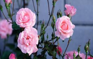 七杀有财生杀（财生七杀命理）