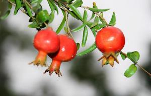 排名第一最好的镇宅树(镇宅树排行)