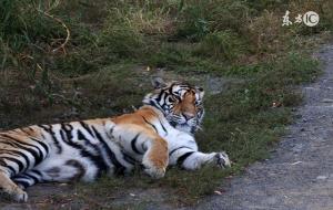 1998年属虎人姻缘,说到你心坎了吗