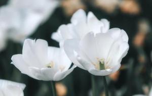 巨蟹座男生的性格(真实性格)