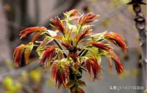 香椿过房、主人恐伤是什么意思