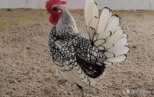 射手男喜欢撒娇的还是强势的