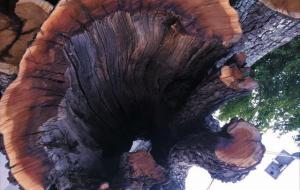 雷击木（雷劈到的树木）