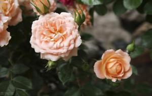 水瓶女的性格是怎样的