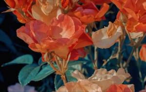 聪明反被聪明误的星座,没有大智慧