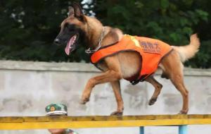 男不养猫,女不养狗是什么意思