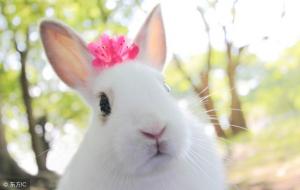 兔年五行属什么(属兔五行属什么命)