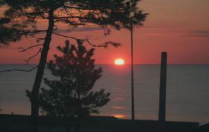 走桃花运的幽默句子（招桃花句子）