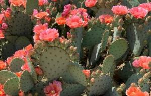 事业特别好的上升星座,容易出富豪的上升星座