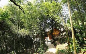 门前种竹子风水好不好