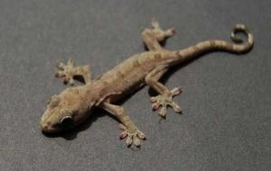 放生什么动物福报大，有好报