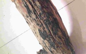 雷击木什么人不能戴（雷击木是什么东