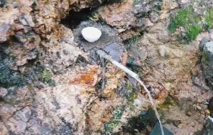 七夕的水为什么不变质,真的不会坏吗