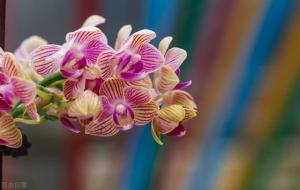 射手座最可怕的能力（射手座腹黑起来