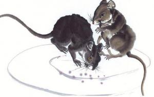 出了名的会疼老婆的5大生肖男