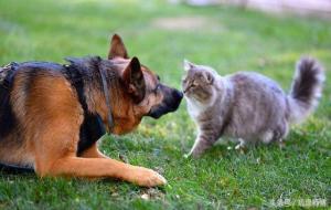 猪来穷、狗来富、猫来头上顶白布