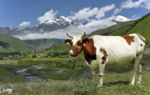 属牛出生好六个吉日（富贵命）