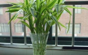 发财竹放在家里什么位置好风水