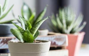 虎皮兰的风水作用(招财)