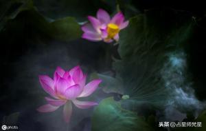 处女座是什么星象（土象星座）