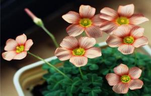 十二星座很大气的星座