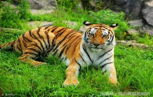 2010年出生是什么命(虎年松柏木命)