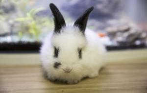 月亮巨蟹太可怕了,金月巨蟹座到底经