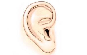 耳朵有肉有福气吗(命运怎么样)