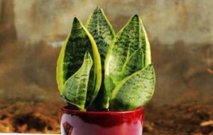 虎尾兰的风水禁忌