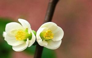 八字中什么叫食伤（食伤的意思）