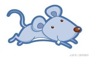 生肖鼠是哪几年（属鼠一生运势）