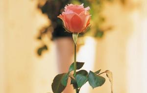 控制欲太强的三大星座