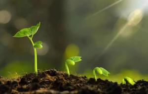 惊蛰三宝是哪三宝