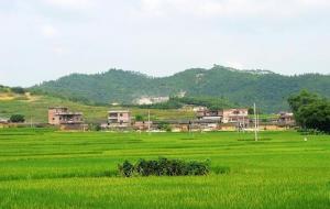 坟土什么颜色好