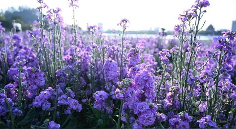 1一12月的幸运花及花语