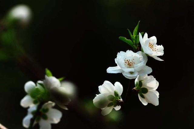 白桃花代表什么(白色桃花寓意和象征