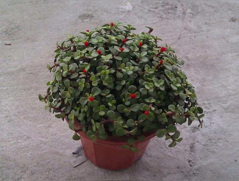 镇宅养人的4种花