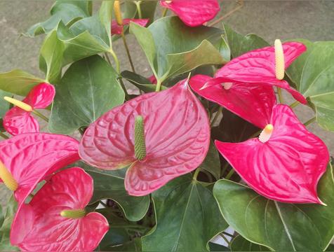 养人又旺财的4种花（招财显富贵）