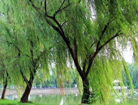 坟上长树意味着什么 好不好