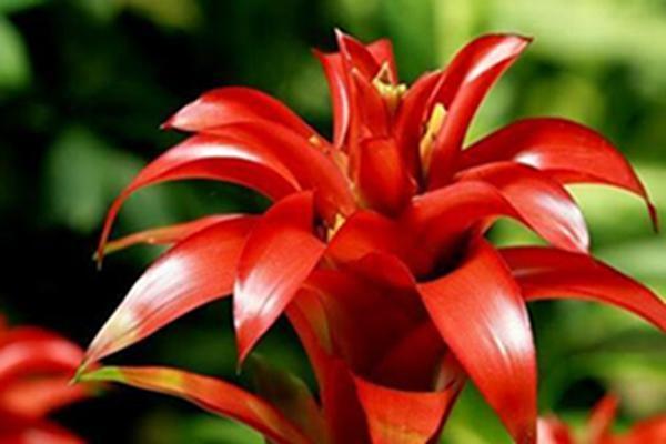 鸿运当头十大禁忌，鸿运当头花怎么养