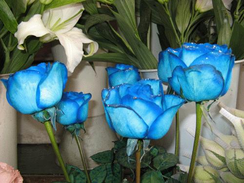 生日花语366天完整版(1月至12月)