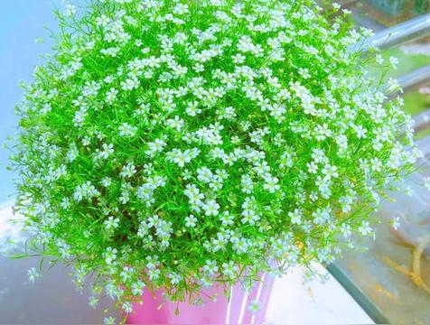 满天星适合送什么人