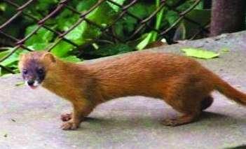 家里来了黄大仙预示什么