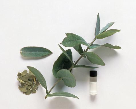 蓝桉有什么寓意