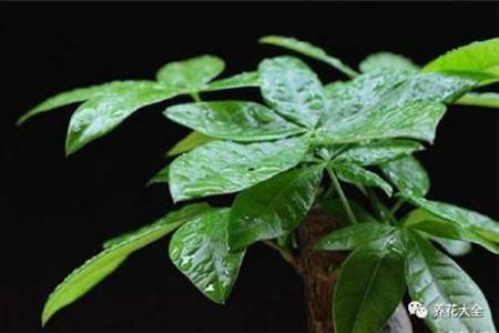 女人为什么不能养发财树